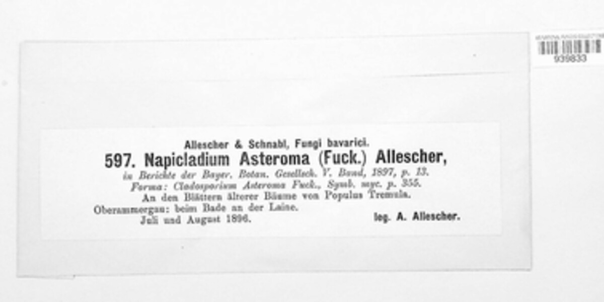 Fusicladium asteroma image